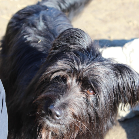 Hundetreffen 2015 im Allgäu (3)